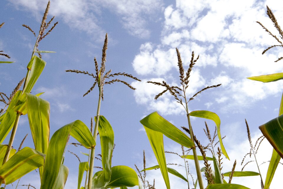 Corn field sky hdr