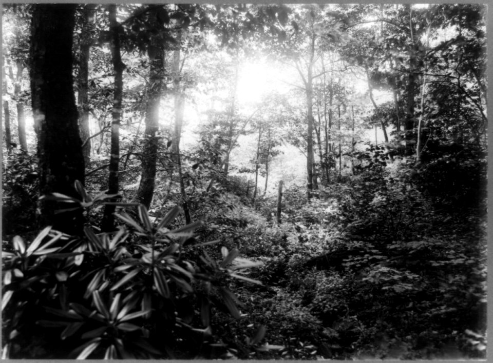 Braddock's Road & White Oak Level Road. (Braddocks Battle field) LCCN90708018