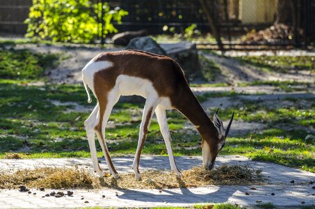 Schönbrunn gazelle graze