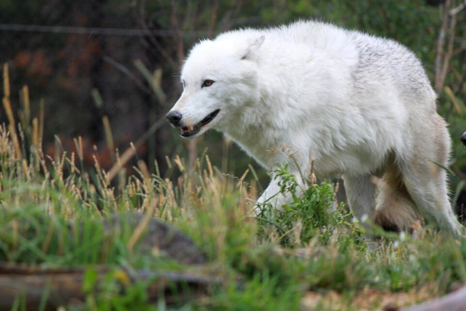 Wildlife carnivore dog