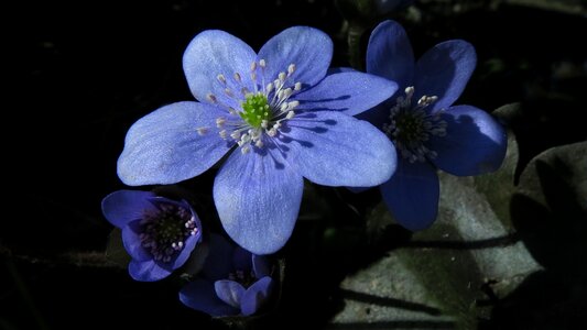 Nature plant petal photo