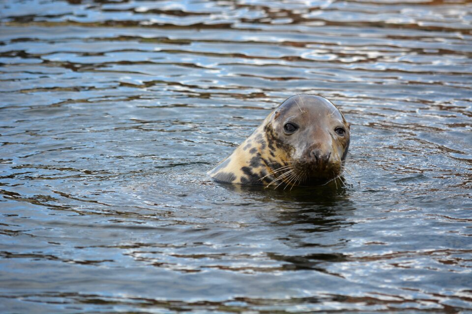 Seal station friedrichskoog phoca vitulina