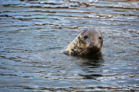 Seal station friedrichskoog phoca vitulina