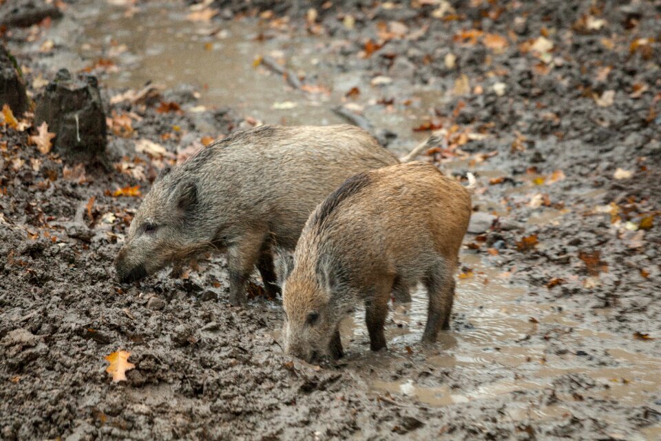 Mammal nature forest