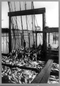 Brailing salmon from a trap LCCN92500214