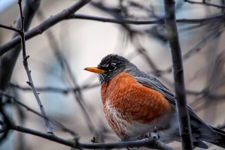 Wildlife robin tree photo