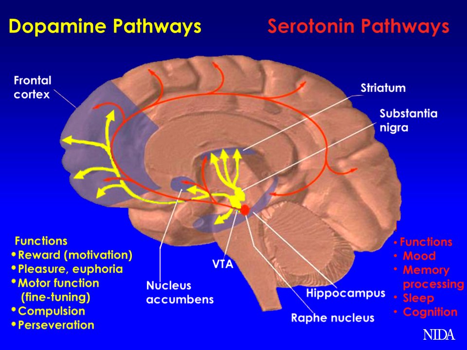 Brain Pathways DA 5HT