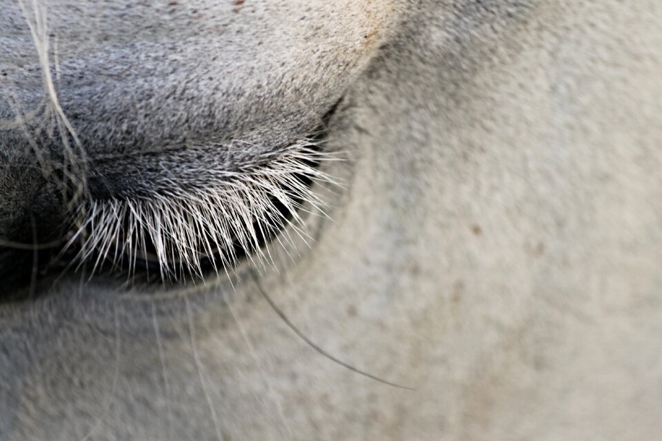 Animal close up eyelid