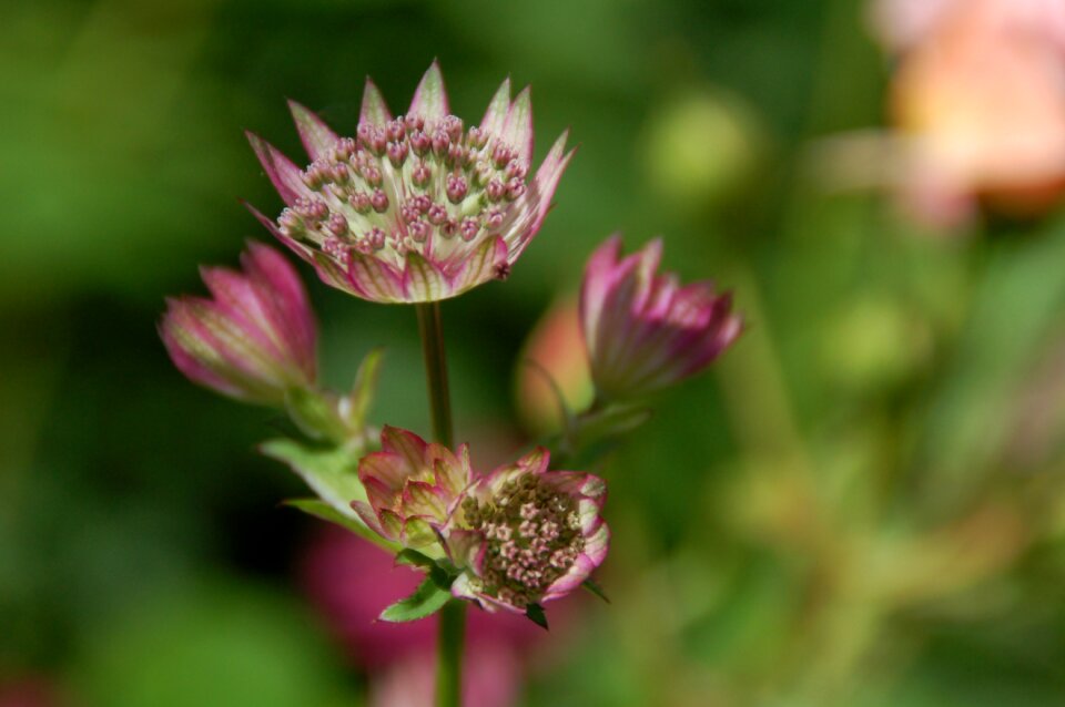 Sheet garden flower