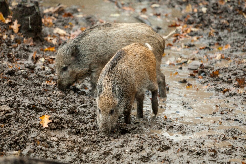 Mammal nature forest