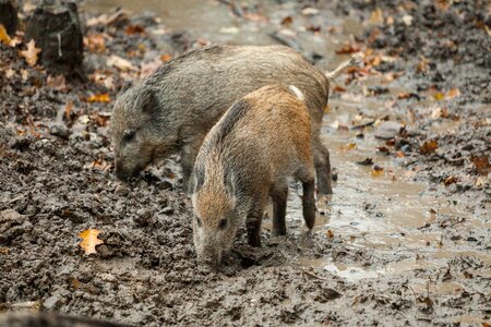 Mammal nature forest photo