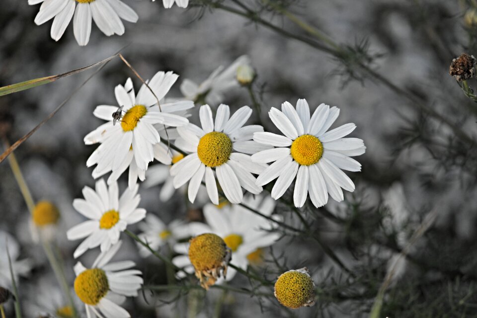 Herbal medicine naturopathy medicinal herb