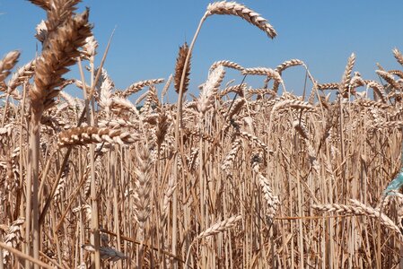 Weat wheat field