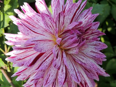 Bloom wild orchid white violet