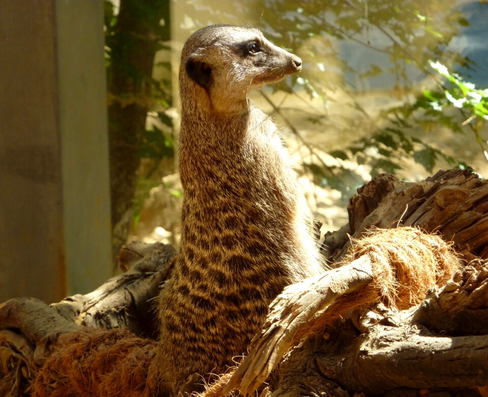 Mongoose guard supervisor