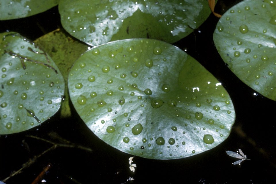 Brasenia schreberi NRCS