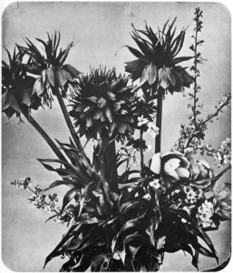 Braun, Adolphe - Blumen (4) (Zeno Fotografie)