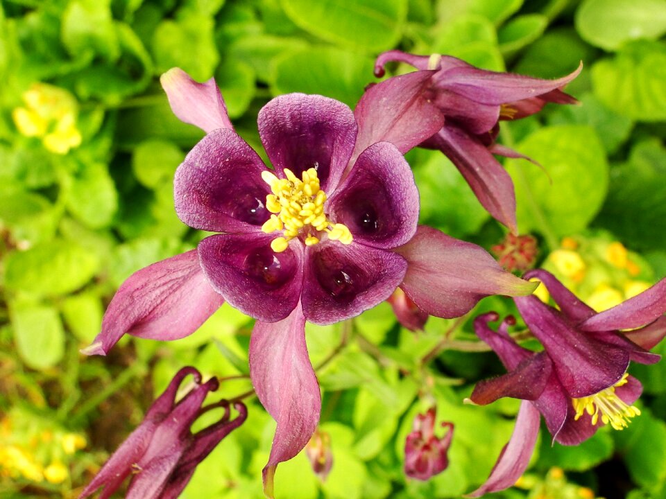 Plant leaf blooming
