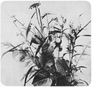 Braun, Adolphe - Blumen (3) (Zeno Fotografie)
