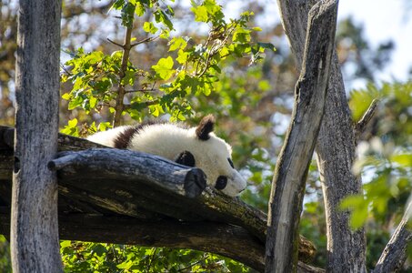 Schönbrunn panda creature