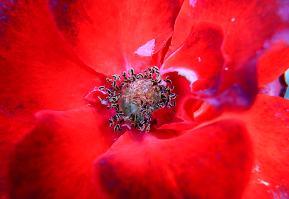 Petals red garden