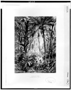 Brazilian forest. Gathering nuts by strategy - H.N. Cady, pinx. ; photogravure, Gebbie & Husson Co., Ltd. LCCN91783896