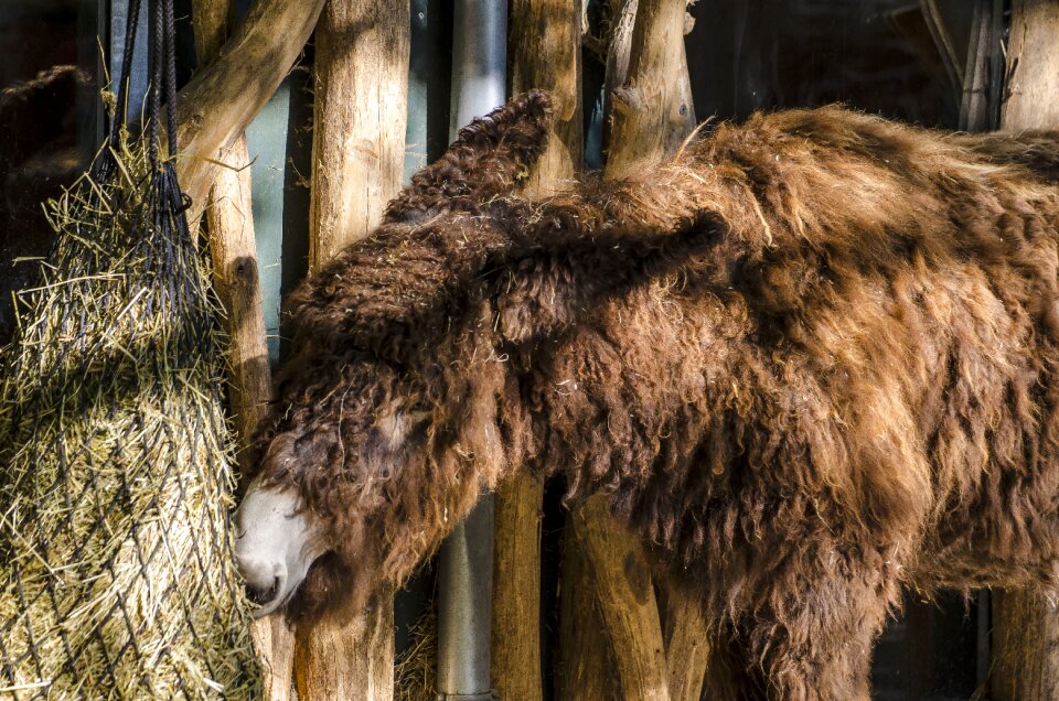 Schönbrunn mammal animal