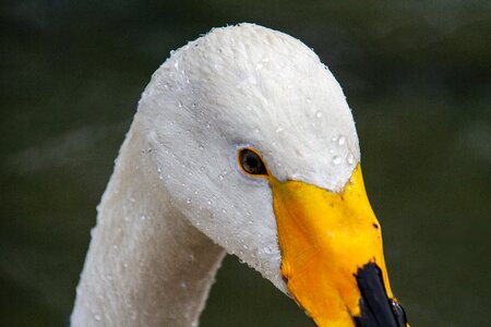 Swan head yellow beak water bird photo