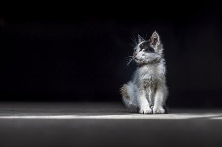 Domestic cute cat adorable photo