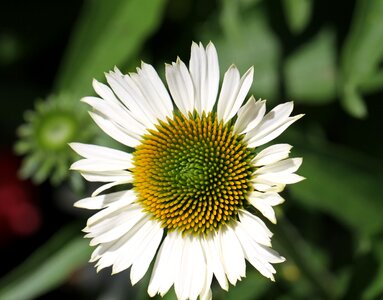 White flower nature blossom