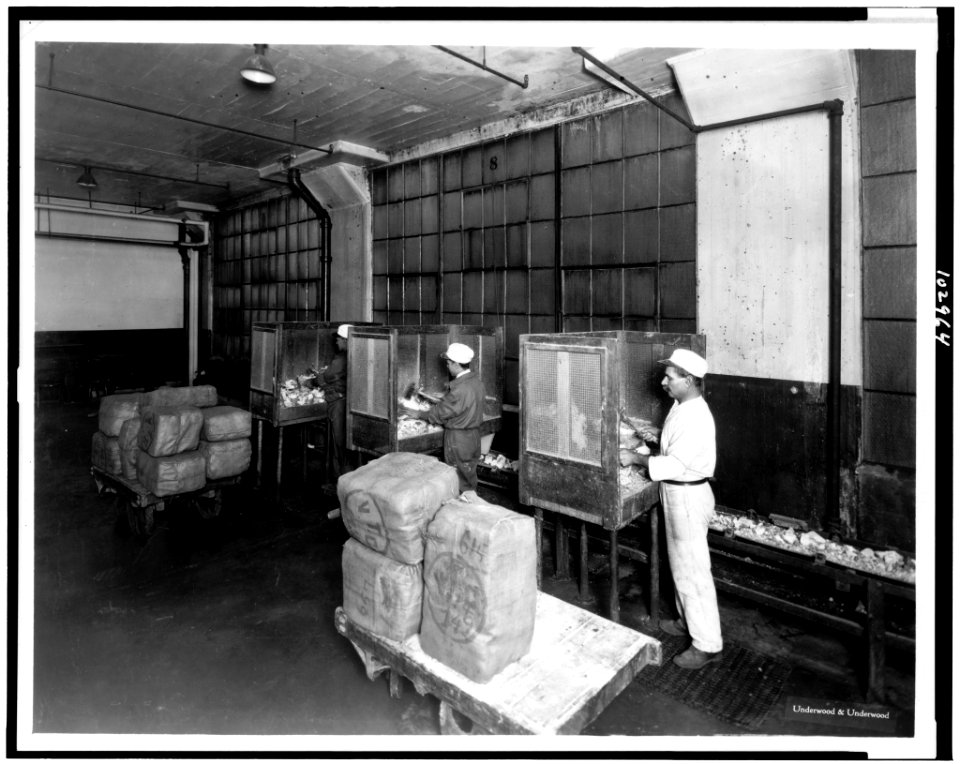 Breaking raw chicle at the American Chicle Company plant - Underwood & Underwood. LCCN91728669