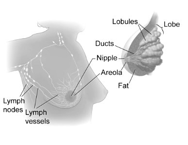 Breast anatomy photo