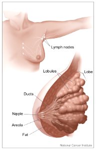 Breast and adjacent lymph nodes photo