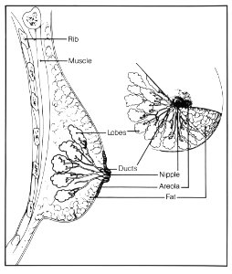 Breast structure