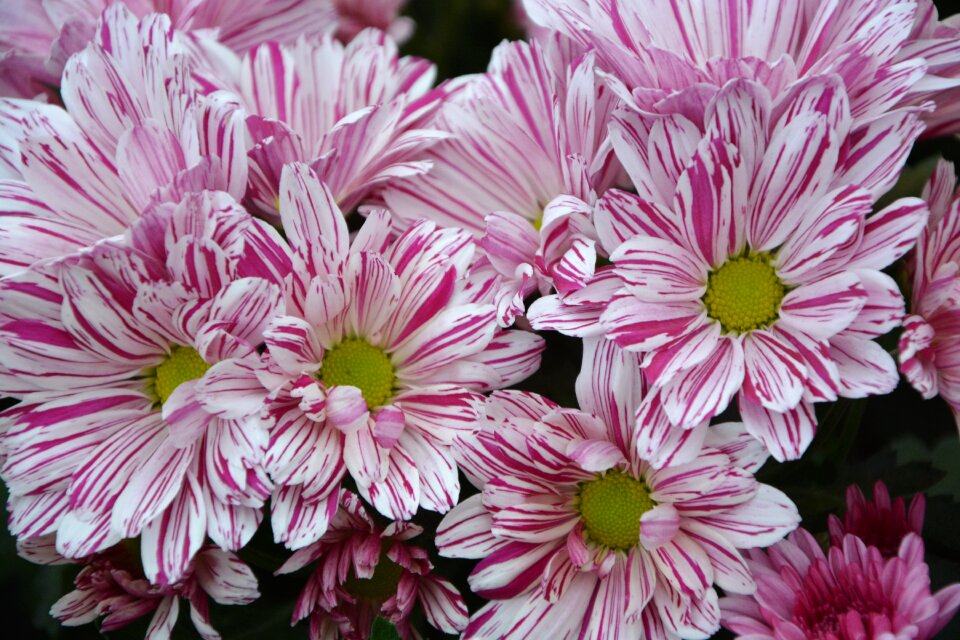 Parterre plant purple