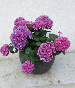 Flowers plant nature