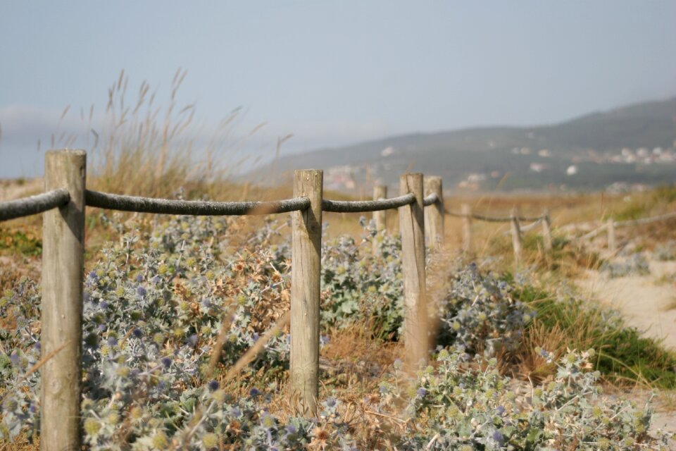 Grass landscape field
