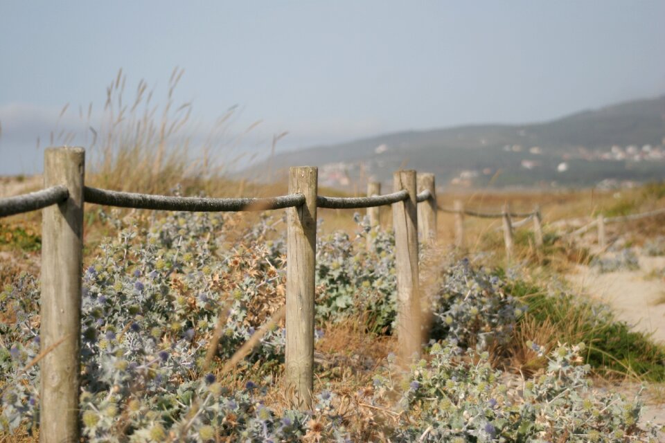 Grass landscape field photo