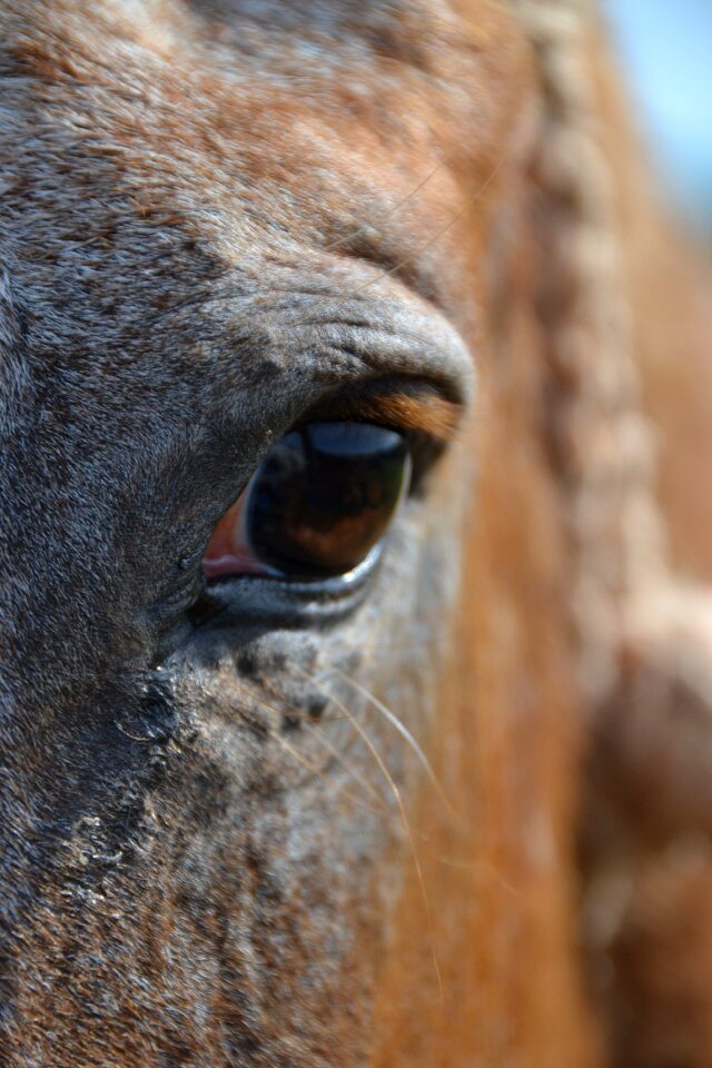 Horse eye equine eyes