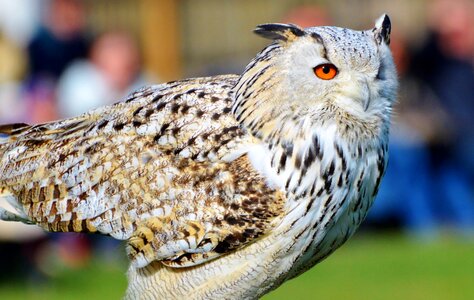 Raptor wild bird eurasian eagle european owl photo