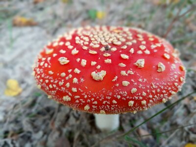 Forest nature toxic