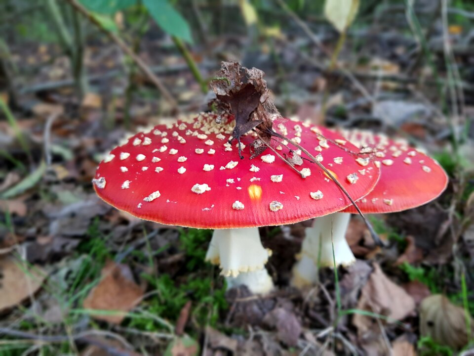 Toxic forest nature