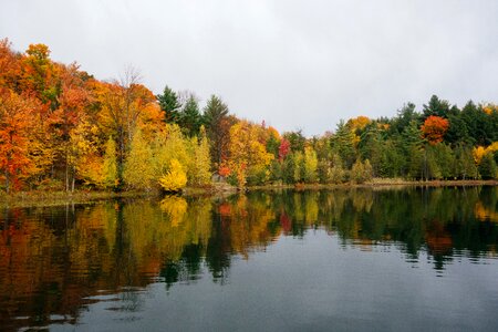 Leaves colors lake photo
