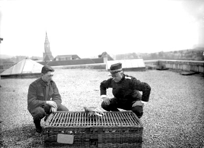 Brieftaube und ihre Betreuer - CH-BAR - 3238325