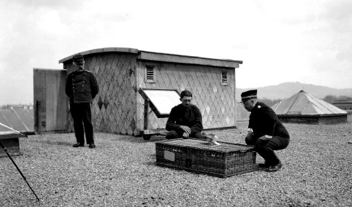 Brieftaube - CH-BAR - 3236875