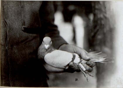 Brieftauben vom II.Bataillon Infanterieregiment No.1. (BildID 15654496) photo