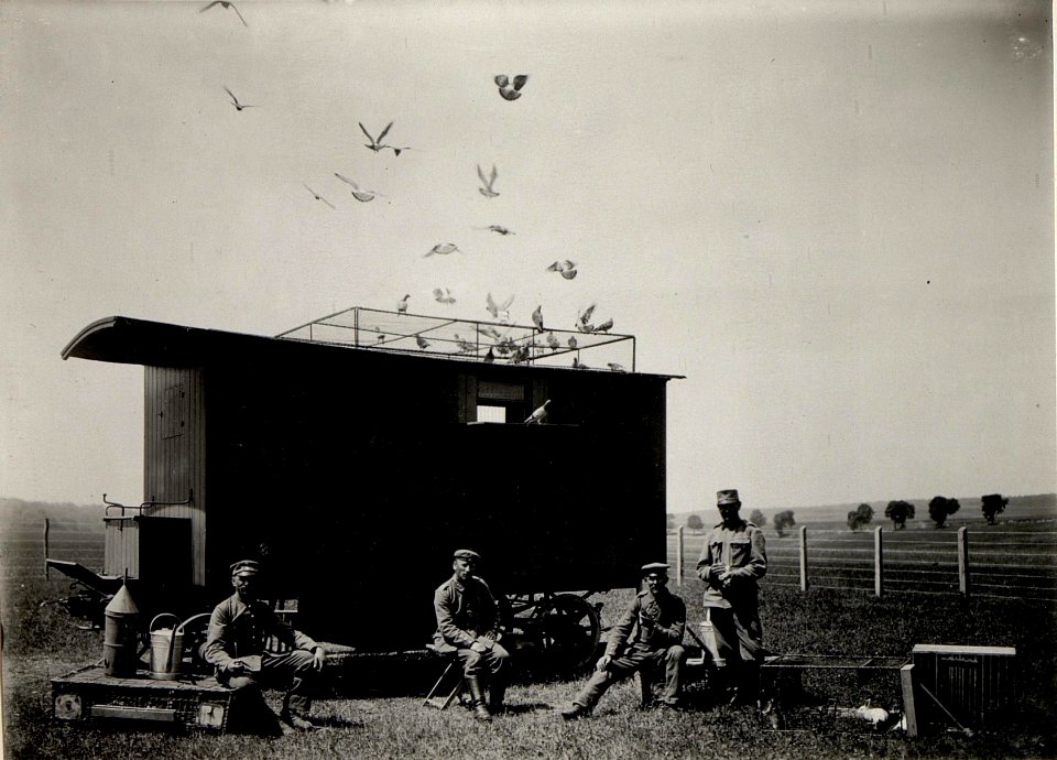 Brieftaubenstation Narajow Heimkehrender Schwarm (BildID 15529241)