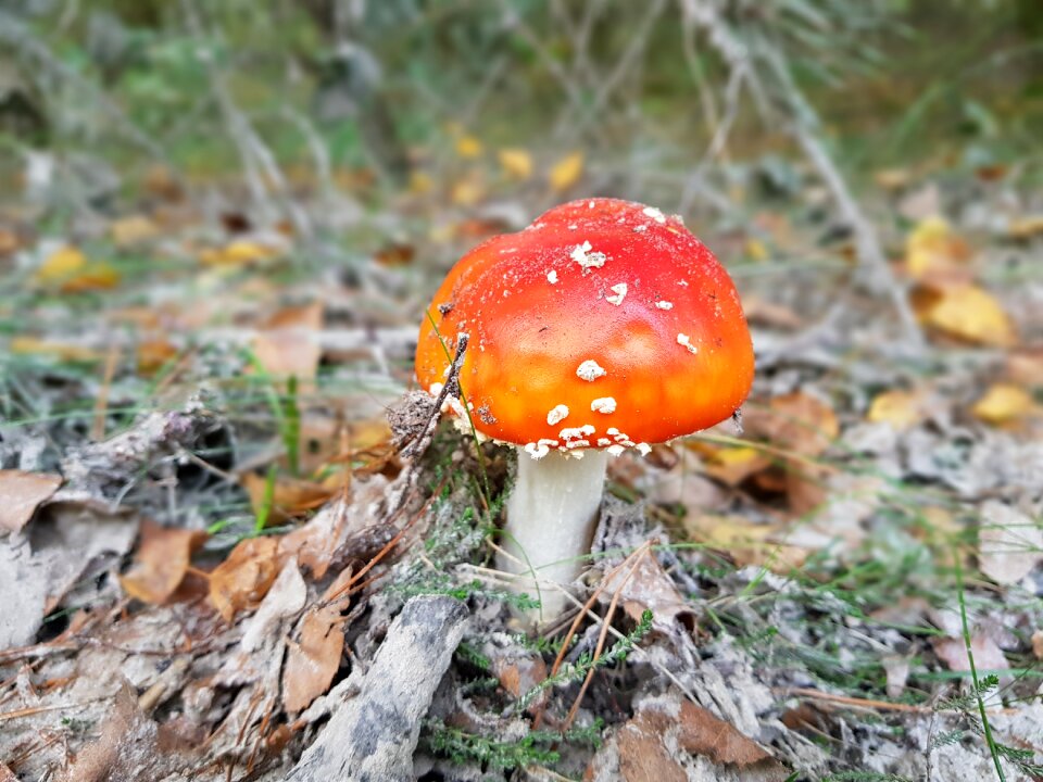 Nature forest mushrooms poisonous mushroom