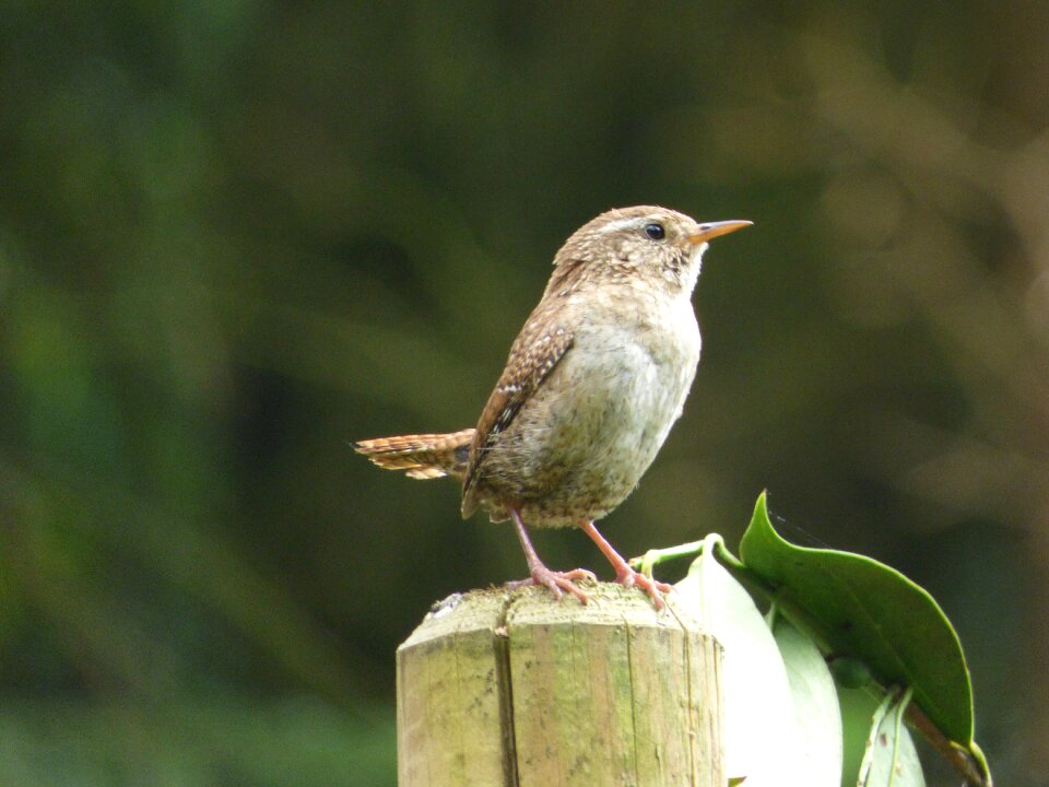 Wren bird astvagabund