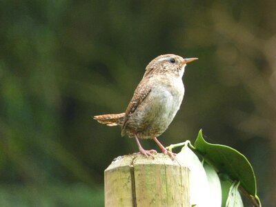 Wren bird astvagabund